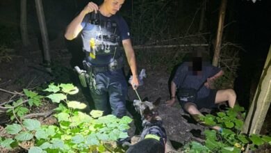 pies policyjny Katowice