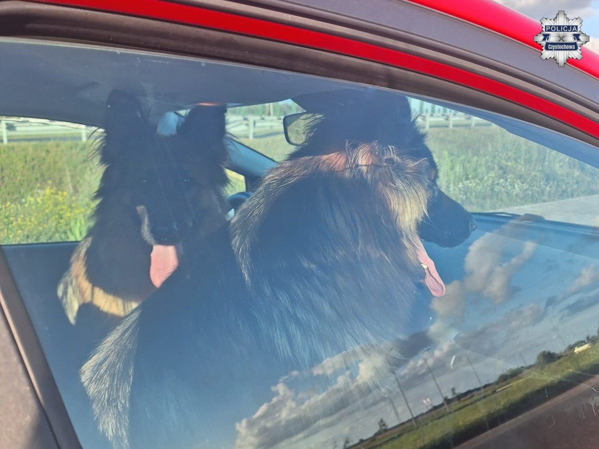 Psy na autostradzie