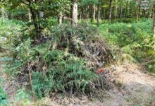 Zatrzymanie poszukiwanego w lesie, szałas z paproci