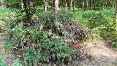 Zatrzymanie poszukiwanego w lesie, szałas z paproci