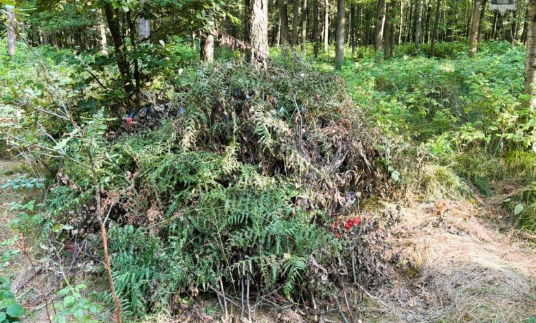 Zatrzymanie poszukiwanego w lesie, szałas z paproci