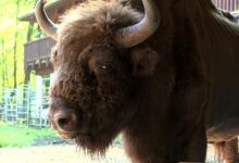 program Ekomisja TVS