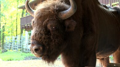 program Ekomisja TVS