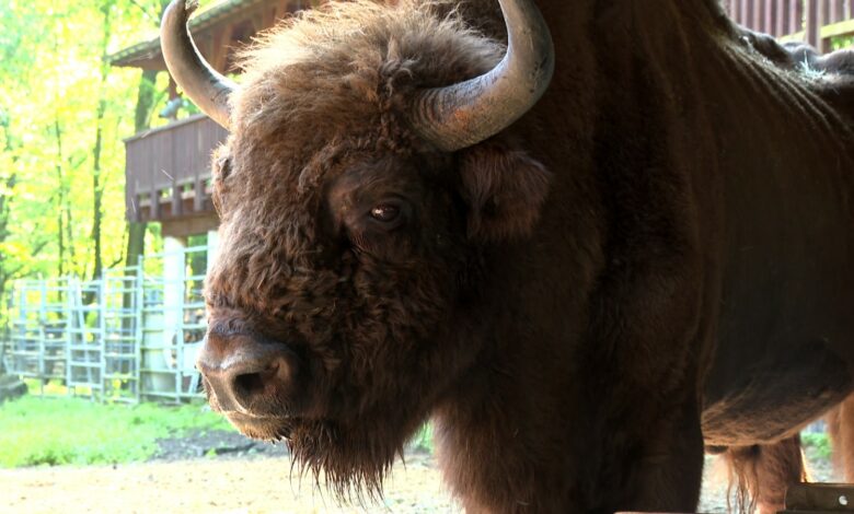 program Ekomisja TVS