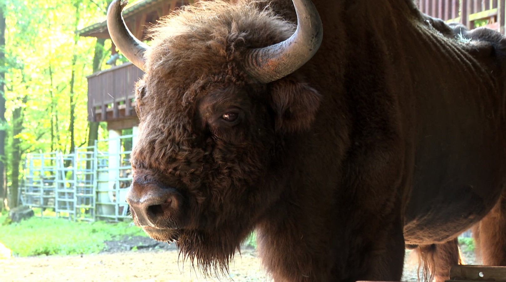 Nowy odcinek Ekomisji już na YouTube! Żubry, rysie i czyste powietrze w centrum uwagi