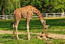 żyrafa zoo w chorzowie