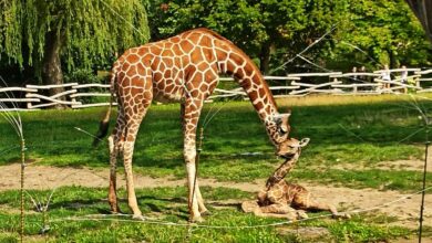 żyrafa zoo w chorzowie