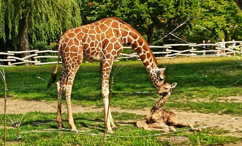 żyrafa zoo w chorzowie