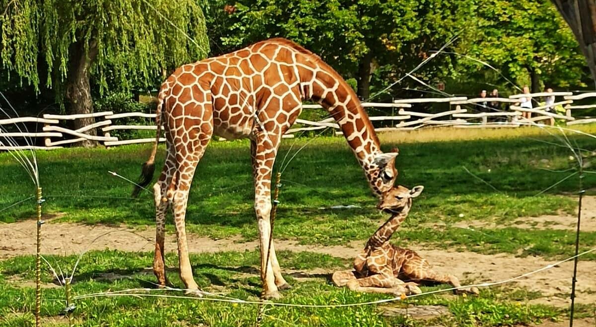 żyrafa zoo w chorzowie