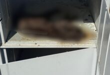 Truchło kota w paczkomacie