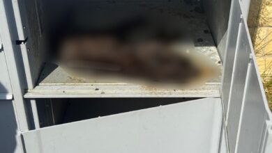 Truchło kota w paczkomacie