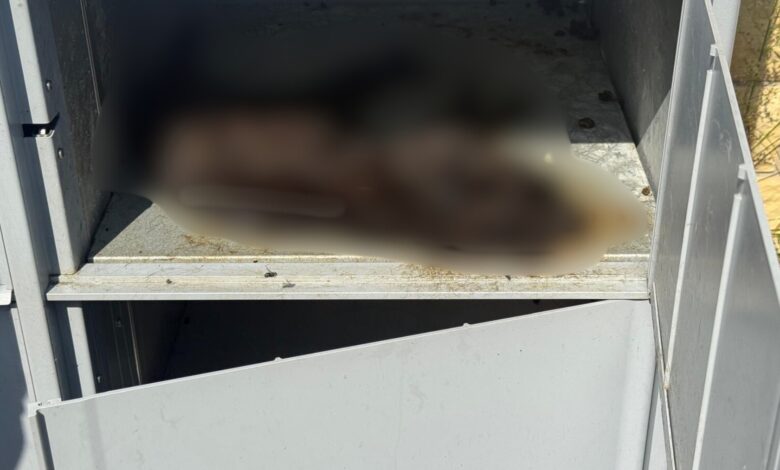 Truchło kota w paczkomacie