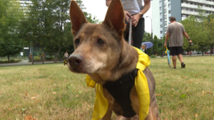 festyn dla zwierząt Katowice