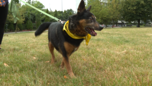 festyn dla zwierząt Katowice