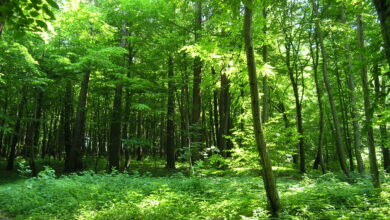 rezerwat przyrody Grapa w Żywcu