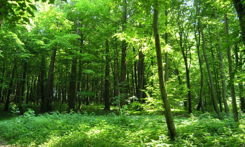 rezerwat przyrody Grapa w Żywcu