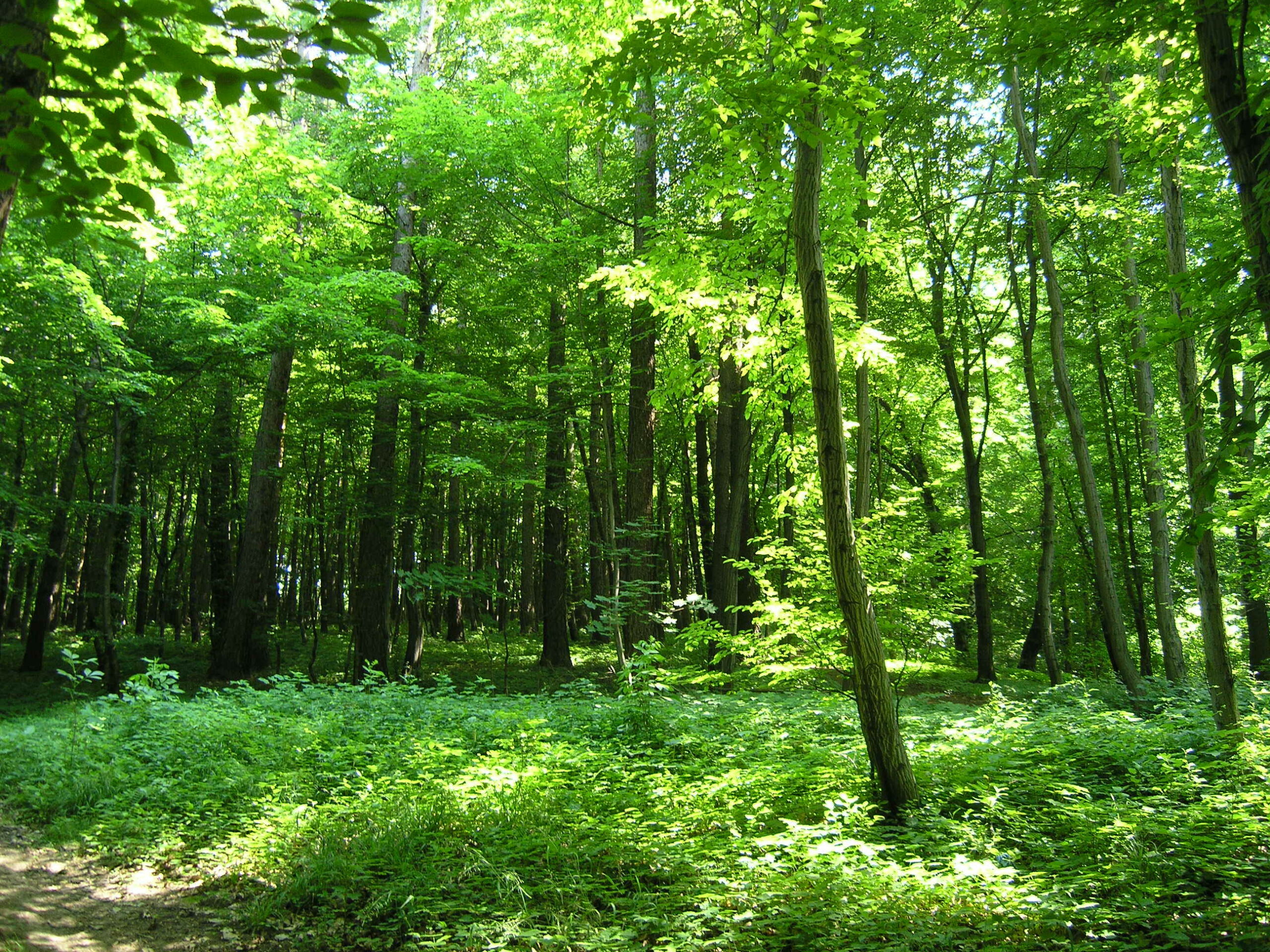 rezerwat przyrody Grapa w Żywcu