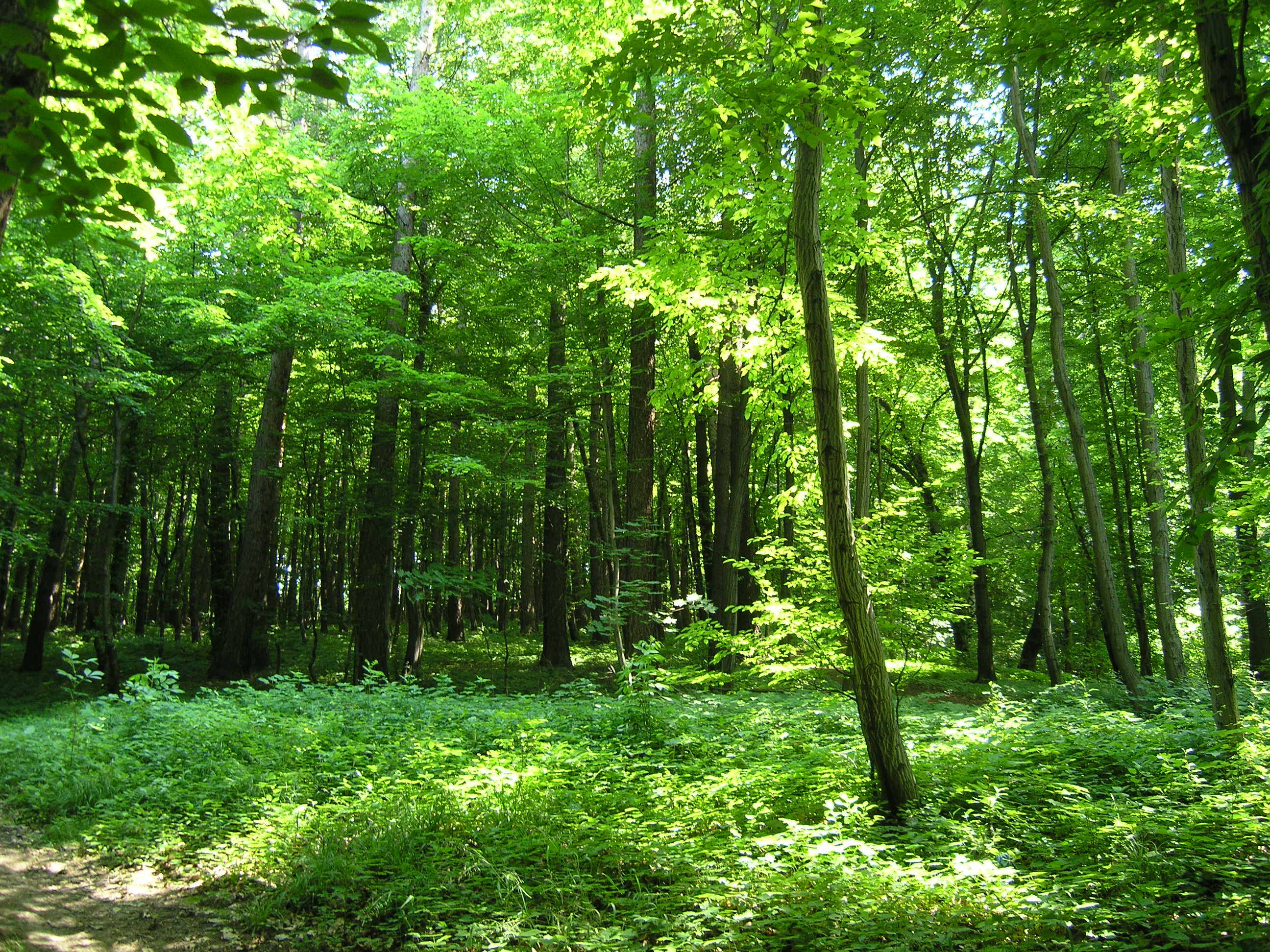 Rezerwat Grapa w Żywcu wreszcie otwarty dla spacerowiczów