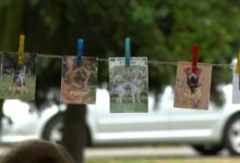 festyn dla zwierząt Katowice