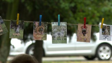 festyn dla zwierząt Katowice