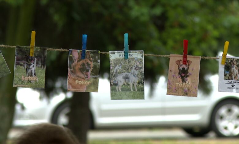 festyn dla zwierząt Katowice