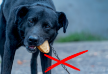 usawa łańcuchowa - pies na łańcuchu,