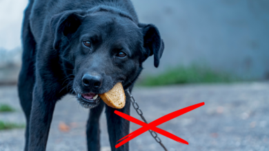 usawa łańcuchowa - pies na łańcuchu,