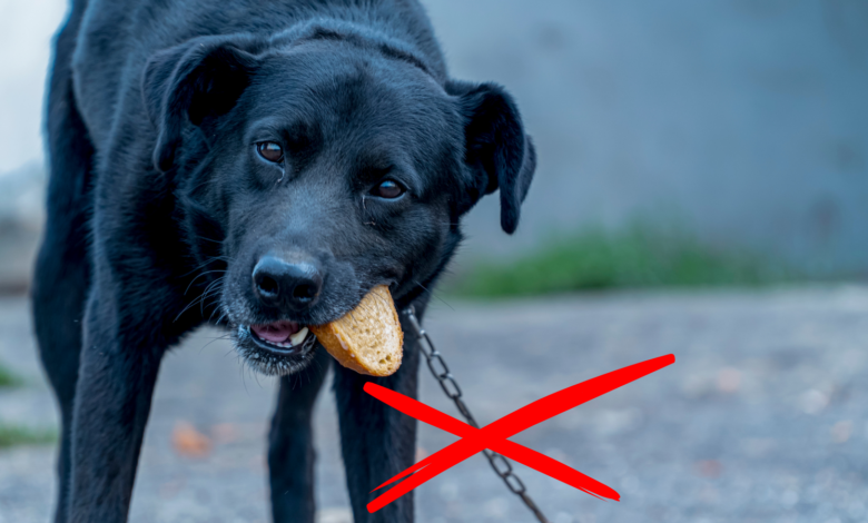 usawa łańcuchowa - pies na łańcuchu,