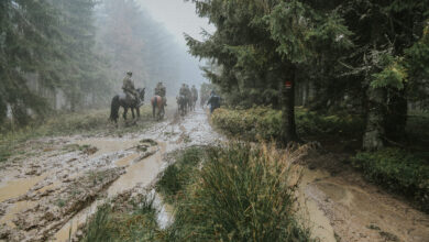 strażnicy graniczni na koniach na leśnej drodze