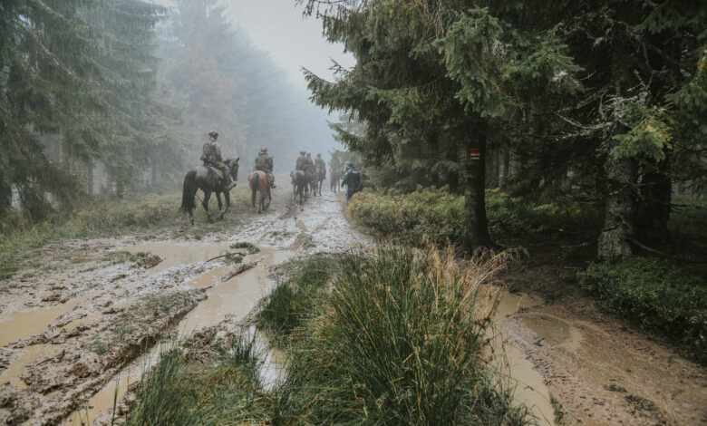 strażnicy graniczni na koniach na leśnej drodze