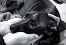 Pies, którego łeb trzymany jest w dłoniach