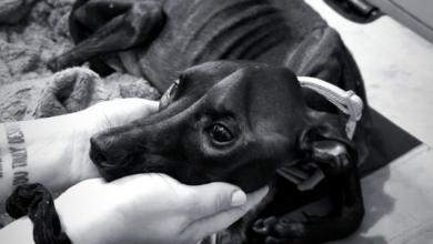 Pies, którego łeb trzymany jest w dłoniach