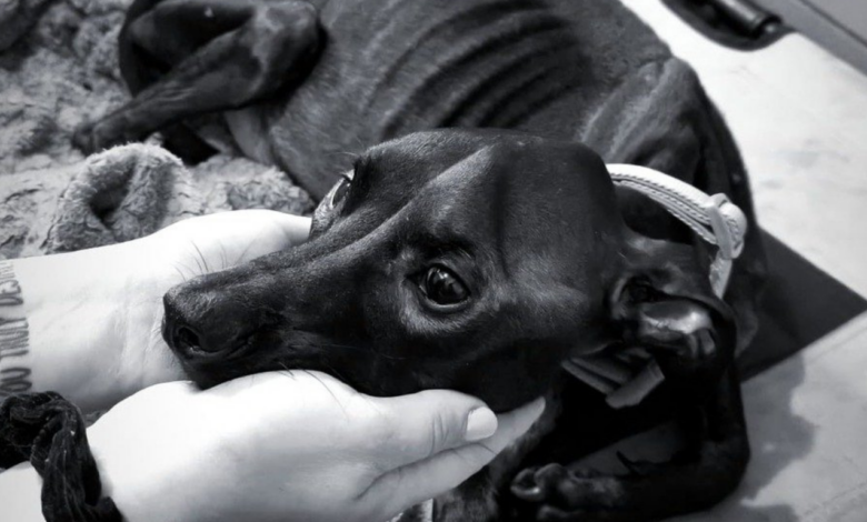 Pies, którego łeb trzymany jest w dłoniach