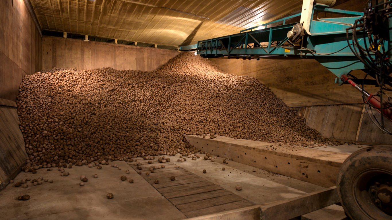 Nadprodukcja ziemniaków. Minister rolnictwa bez planu
