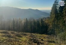 stroisz góry las policja