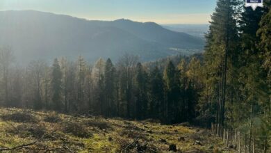 stroisz góry las policja