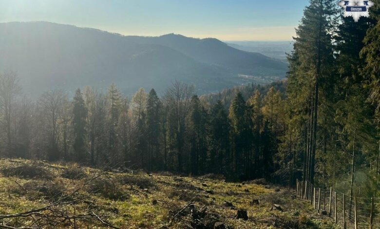 stroisz góry las policja