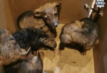 porzucone szczeniaki