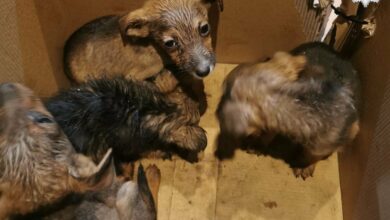 porzucone szczeniaki