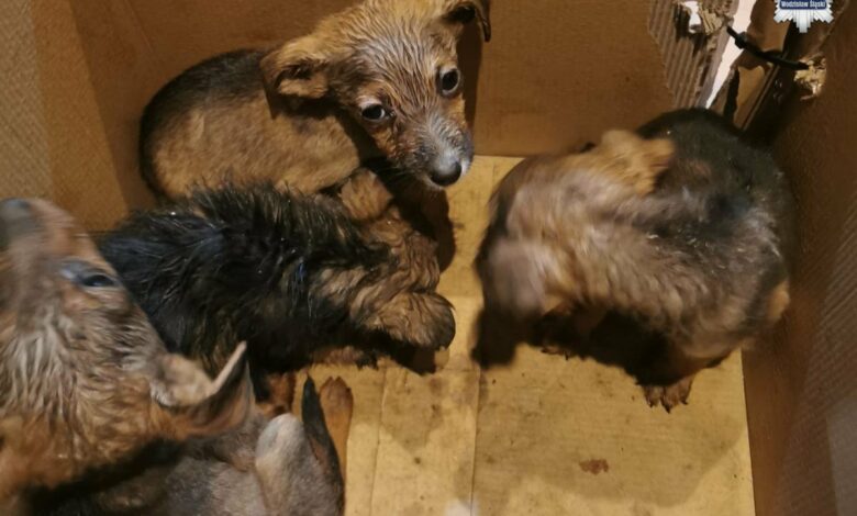 porzucone szczeniaki