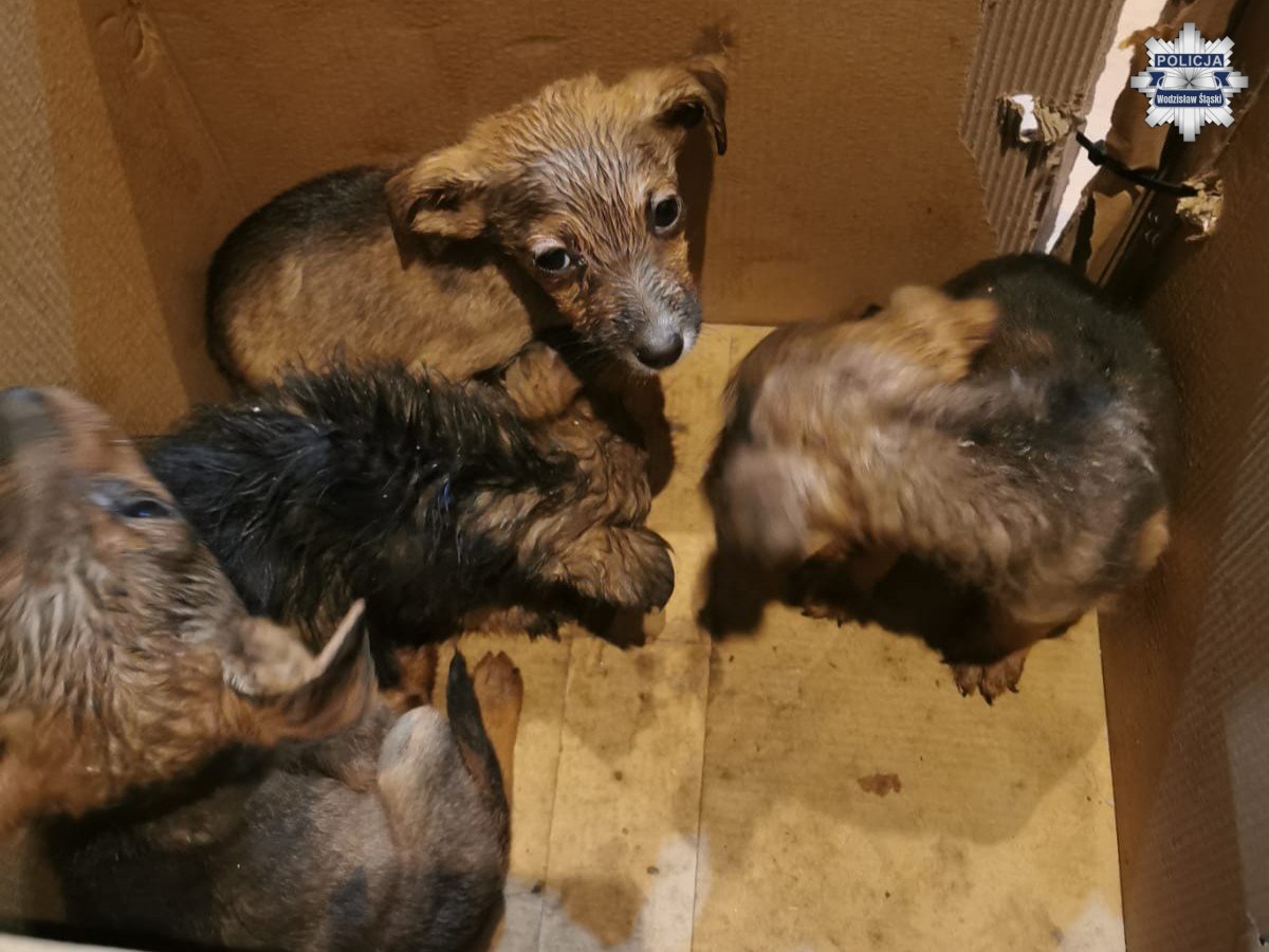 [WIDEO] Porzucone szczenięta znalezione w lesie. Policja szuka sprawcy