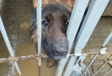 Psy w miejskim schronisku w Bytomiu