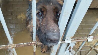 Psy w miejskim schronisku w Bytomiu