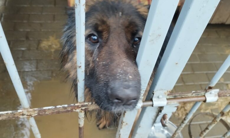 Psy w miejskim schronisku w Bytomiu