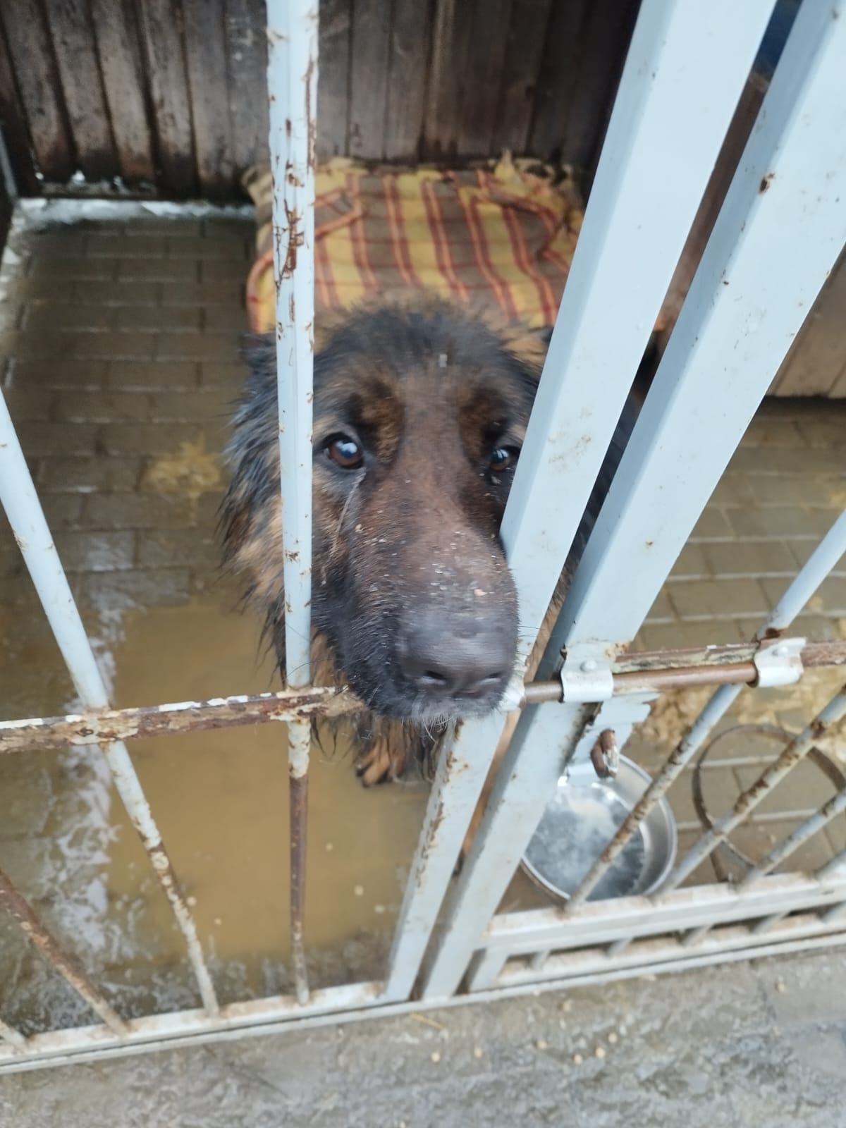Mieszkańcy Bytomia niepokoją się o zwierzęta w miejskim schronisku. Złożono petycję