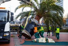Katowickie palmy żegnają Rynek na zimę