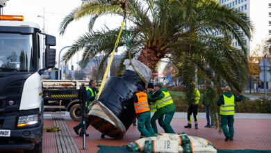 Katowickie palmy żegnają Rynek na zimę