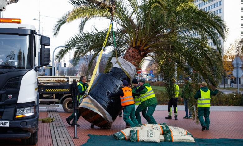 Katowickie palmy żegnają Rynek na zimę