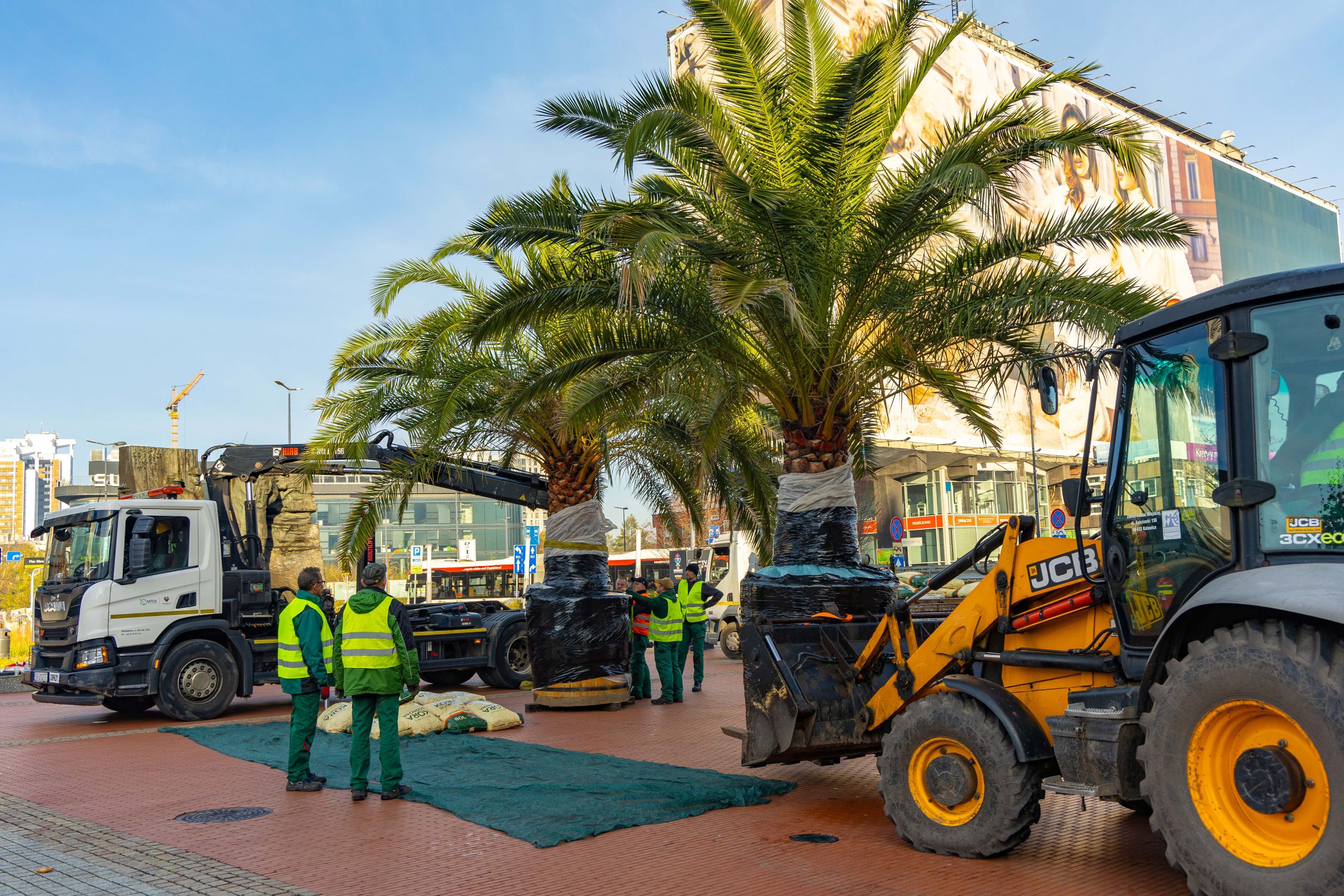 Katowickie palmy żegnają Rynek na zimę. „Rośliny wymagają odpowiedniej temperatury i światła”