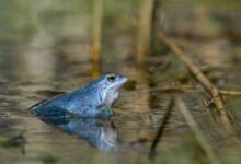 Żaba_moczarowa_samiec_w_szacie_godowej